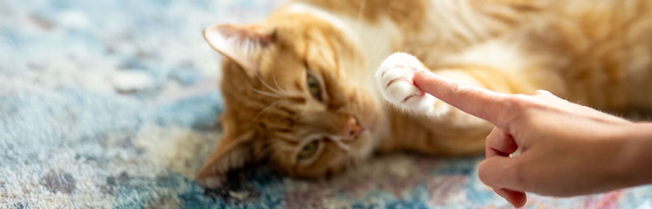 Kediler İçin Cilt Bakımı