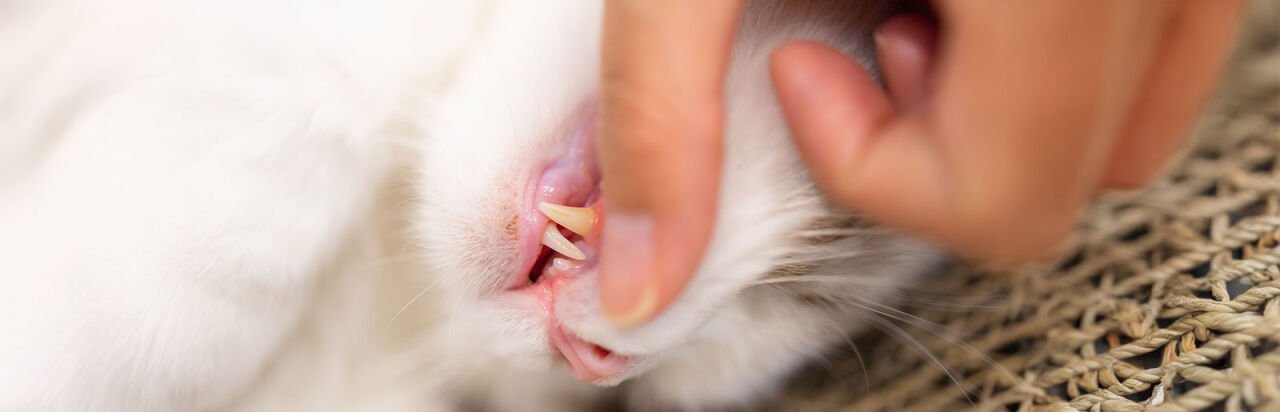 Kediler İçin Diş Bakımı