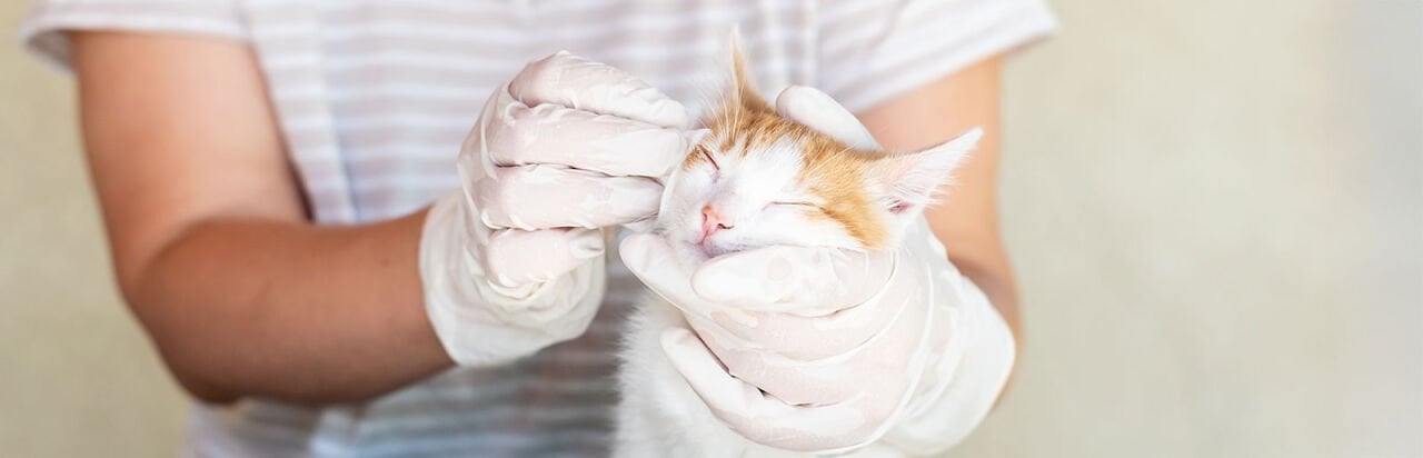 Kediler İçin Kulak Bakımı