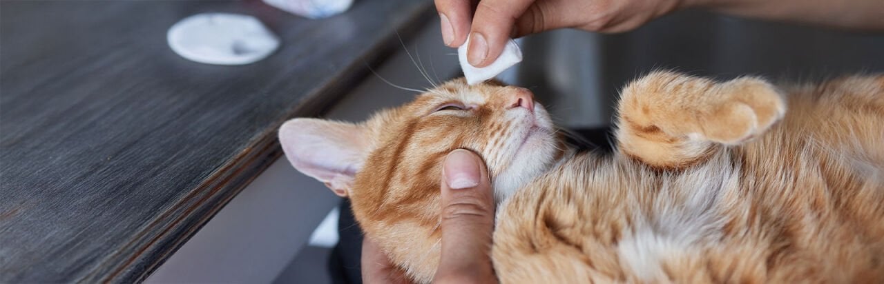 Kediler İçin Göz Bakımı