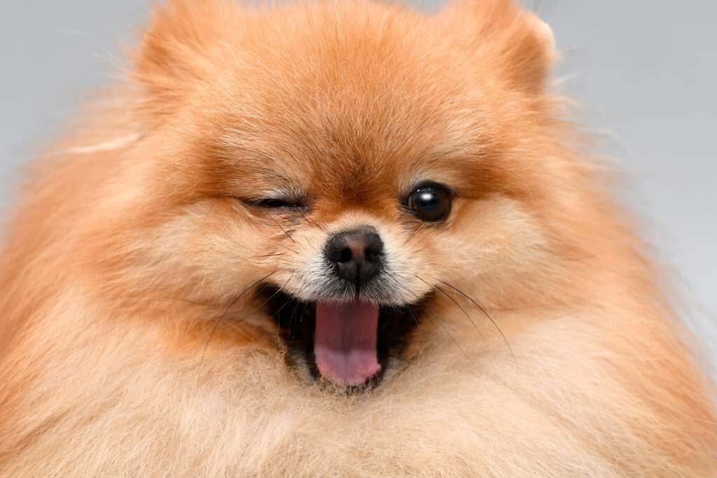 Köpeklere Ait İlginç Özellikler