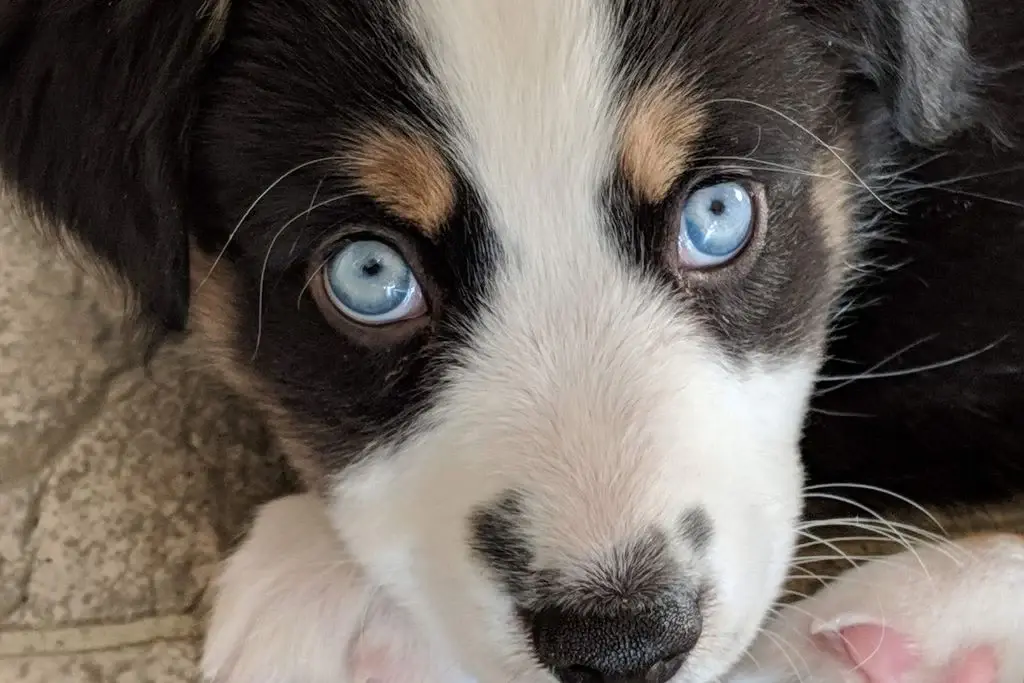 Köpek Gözleri İçin Besinler ve Antioksidanlar