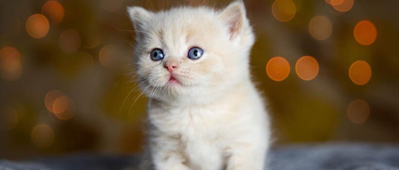 3 Aylık Kedi Bakımı Rehberi