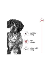 Royal Canin Medium Adult Orta Irk Köpek Konservesi 410 Gr