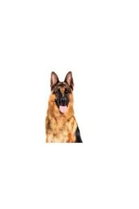 Royal Canin Loaf Mousse Büyük Irk Ezme Yetişkin Köpek Konservesi 410gr