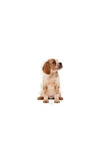 Royal Canin Medium Puppy Gravy Yavru Köpek Konservesi 10 Adet 140 Gr