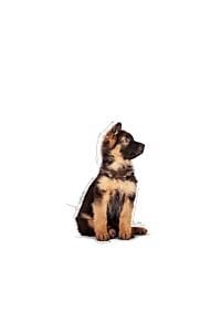 Royal Canin Maxi Puppy Gravy Köpek Yaş Maması 140 Gr x 10 Adet